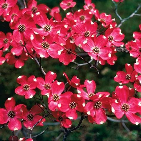 Red Dogwood Tree Gorgeous Red Flowers In Spring Vibrant Red Berries