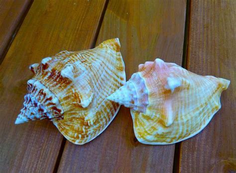 Sea Shells Florida Keys Shells