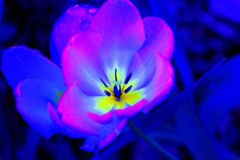 Neon Flower Flower Pictures Glowing Flowers Amazing Flowers