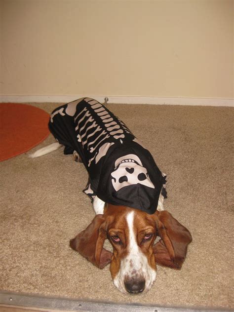 Life As I Know It By Worm The Basset Hound October 2011