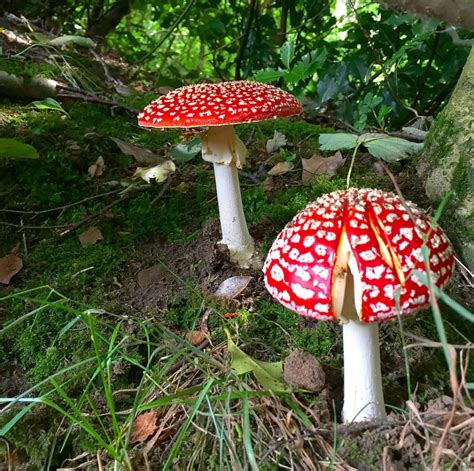 Fantastic Fungi is coming to Manchester! - Proper Magazine