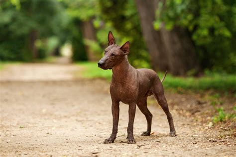 Breed Of The Week Xoloitzcuintli Or Mexican Hairless Dog Video