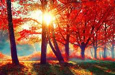 fall autumn beautiful scene nature landscape forest fantastic facts trees leaves beauty autumnal rays park bigstock