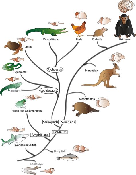 Vertebrate Phylogeny Simplified Phylogenetic Tree Of Vertebrates