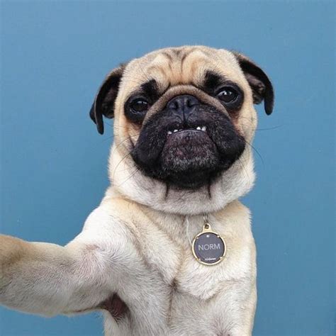 The 33 Cutest Funny Pug Pictures Of All Time