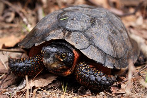 The Wood Turtle Glyptemys Insculpta In The Northeastern United States A Status Assessment And