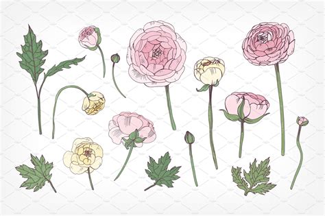 Set With Ranunculus Hand Drawn Vector Illustrations Calligraphy