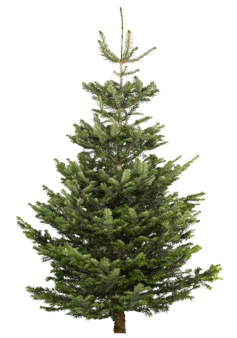 Extra Large Nordman Fir Real Christmas Tree Departments Diy At Bandq