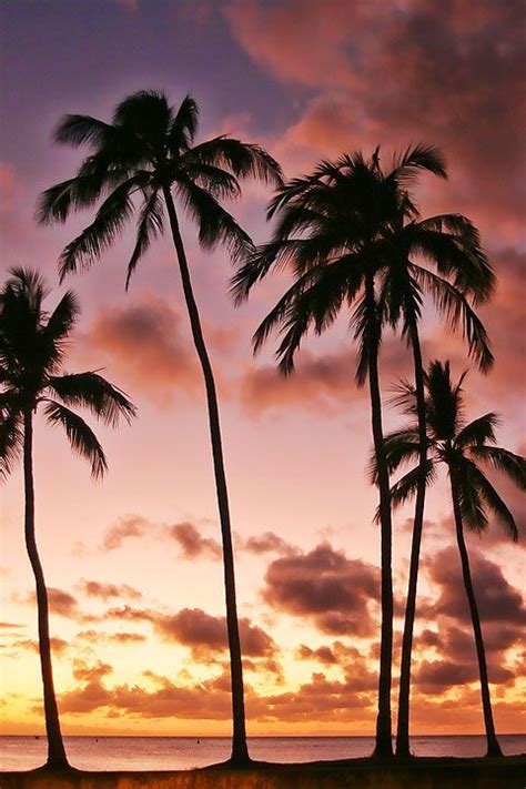 Sunset Beach Scenery Palm Tree Sunset Pastel Sunset