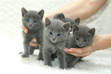 5 Weeks Old Russian Blue Kittens Russian Blue Russian Blue Cat