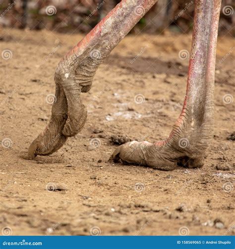 Ostrich Legs On The Ground At The Zoo Stock Image Image Of Bird