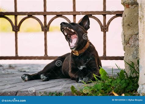 Funny Black Small Size Mixed Breed Puppy Dog Yawning Outdoor Stock