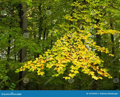 Branch Of Yellow Beech Leaves Stock Image Image Of Forest October