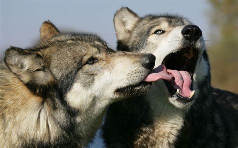 Wallpaper Wolves Couple Lick 1680x1050 Wallhaven 660098 Hd