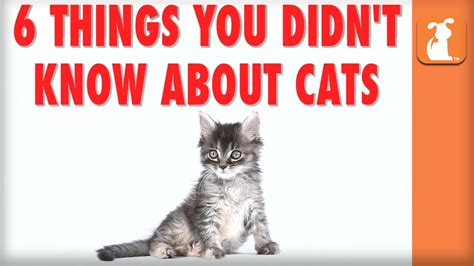 6 Things You Didnt Know About Cats Kitten Love Youtube