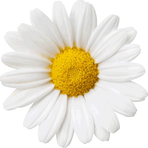 Daisy Flower Png Texture