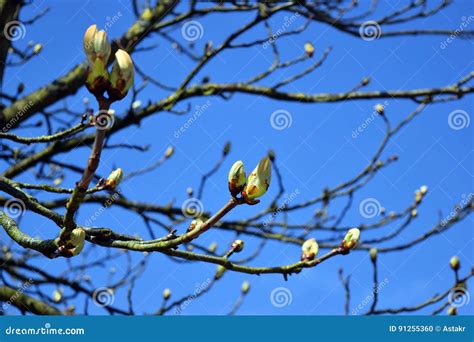 Tree Buds In Spring Stock Photo Image Of Spring Natural 91255360