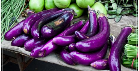 Langkah pertama dalam cara menanam terong ungu adalah memilih bibit unggul dari terong ungu. Tips Sukses Panen Terong Ungu Menggunakan Pupuk Organik NASA