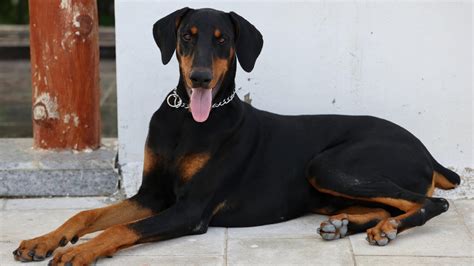 European Doberman Dog Breed Facts And Information Pet Haver