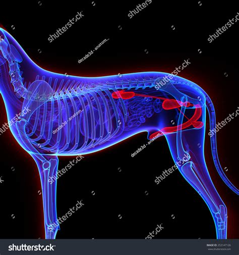 Dog Urogenital System Canis Lupus Familiaris Hình Minh Họa Có Sẵn