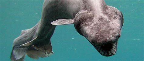 The Bizarre And Terrifying Frilled Shark Critter Science