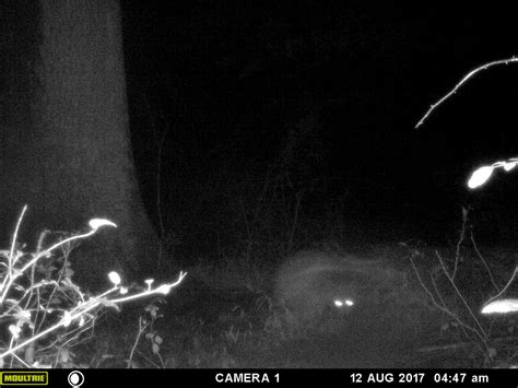 Strange images captured on trail cam - Sasquatch Chronicles