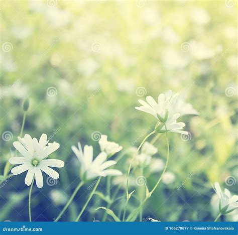 Green Field With White Flowers Stock Image Image Of Flower Wallpaper