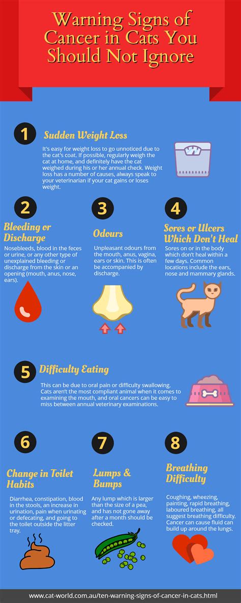 Warning Signs Of Cancer In Cats Infographic Cat World
