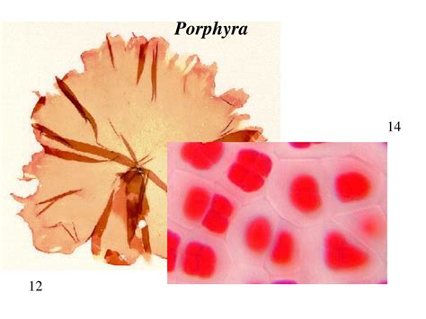 Ppt Red Alga Rhodophytes Powerpoint Presentation Free Download