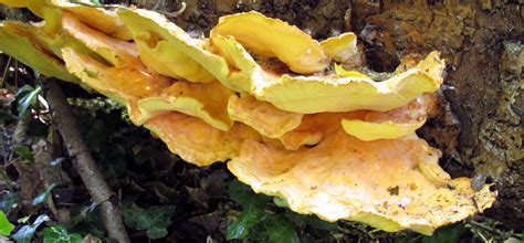 So, the disease first develops on a juniper, also called a red cedar, then spreads to apple or crabapple trees. Fungi | Ancient Tree Forum