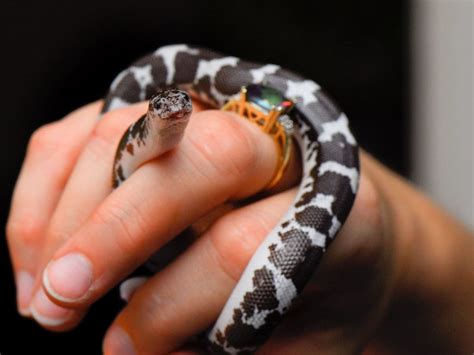 34 Top Pictures King Snake Pet Australia Speckled Kingsnake Speckled