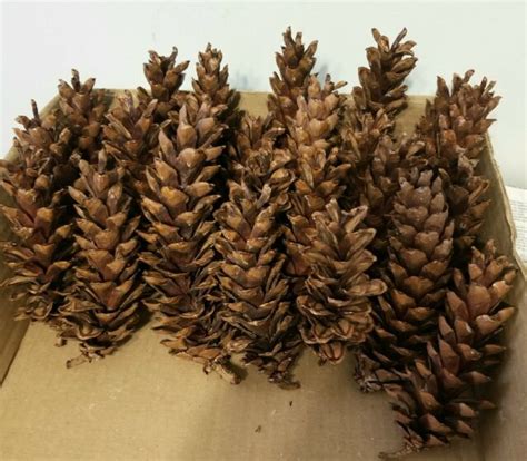 Count Eastern White Pine Cones Assorted Sizes Washed And Baked