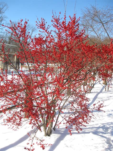 Thetreecenter.com has been visited by 10k+ users in the past month Capital Naturalist by Alonso Abugattas: Winterberry Holly