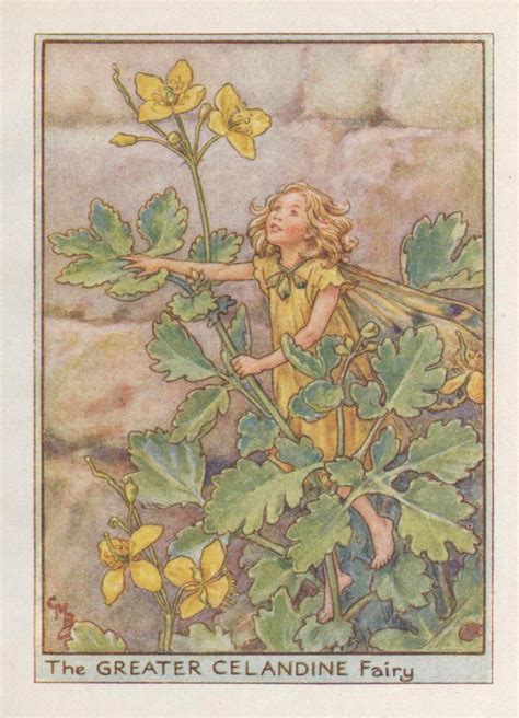 Flower Fairies Greater Celandine Fairy Vintage Print C1930 By Etsy
