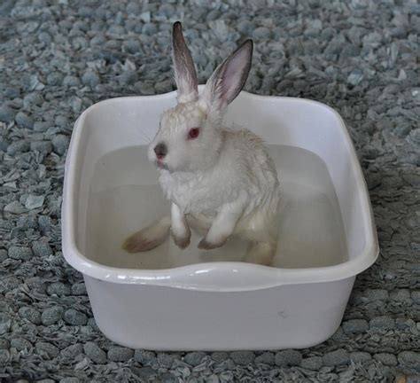 Easy Steps On How To Bathe A Rabbit Here Bunny