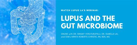 Lupus And The Gut Microbiome Lupus La