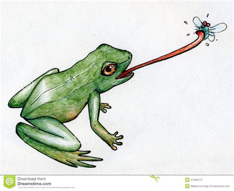 Frog Hunting Flies Stock Illustration Illustration Of Froggy 37489572
