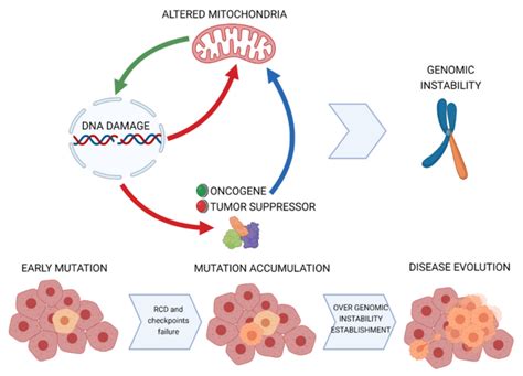 Model For Mitochondrial Contribution To Genomic Instability In Cancer