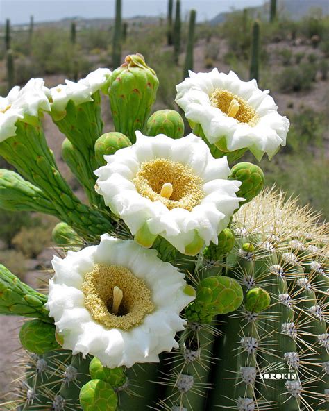 Saguaro Cactus Flowers Photograph By Allan Sorokin