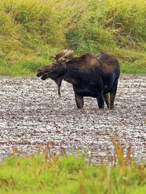 Moose Eating In A Bog Of Coeur Dalene Area In Idaho Photograph By William Krumpelman Fine Art
