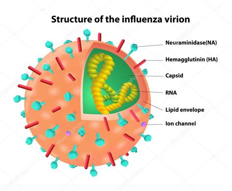 Structure Du Virion Grippal Un Virus Vecteur Image Vectorielle Par