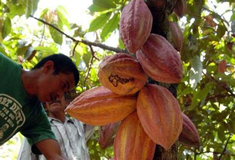 L 525 Millones Invertirá El Gobierno En Producción De Cacao En Honduras
