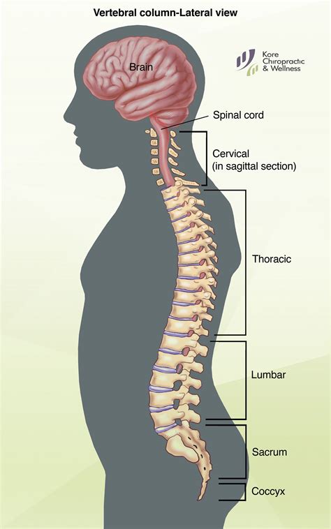 Printable Spine Diagram With Labels Inside Out Anatomy The Nervous