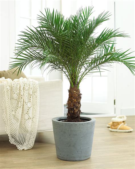 A Beautiful Container Palm That Will Flourish Indoors And Out Indoor