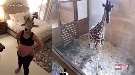 Pregnant Woman Impersonates April The Giraffe Video Goes Viral Youtube