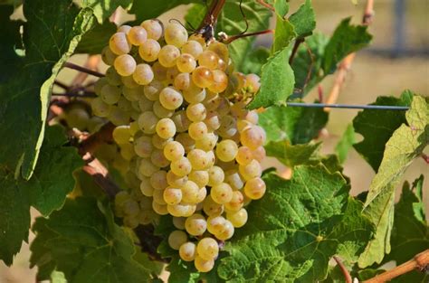 The Best Chenin Blanc Wine The Triumphant Comeback Of A Classic Vino Del Vida