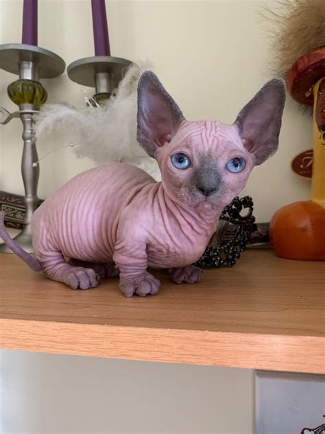 Canadian sphynx cattery sphynx kittens and cats for sale. Sphynx Cats For Sale | Las Vegas, NV #288543 | Petzlover