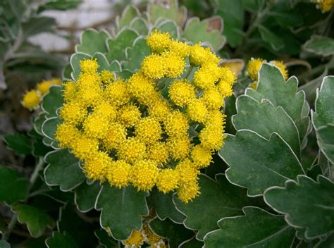 Filechrysanthemum Pacificum2 Wikipedia
