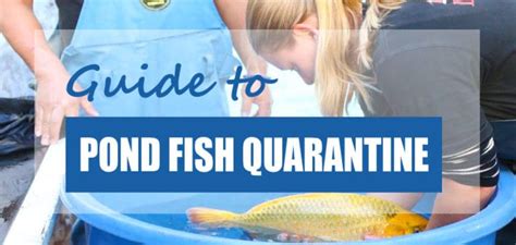 How To Quarantine Koi And Other Pond Fish Step By Step Pond Informer