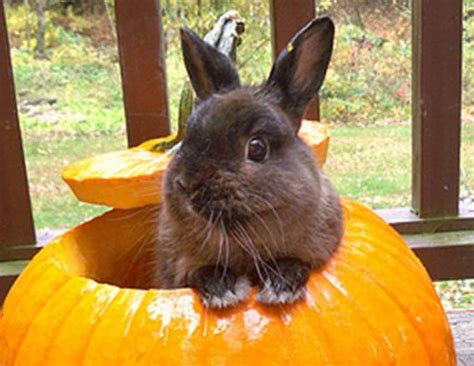 15 Hilarious Photos Of Pets Fooling Around Pumpkins Homeyou